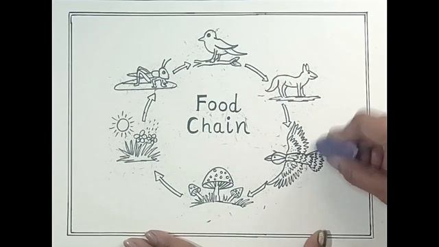 Food Chain labeled diagram drawing /How to draw Food chain chart drawing step by step смотреть онлайн