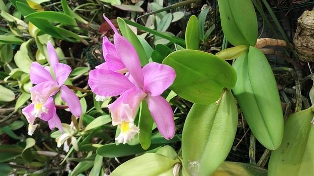 Каттлеи харисона и форбеси смотреть онлайн