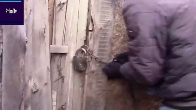 Спасение Животных_Animal Rescue. смотреть онлайн