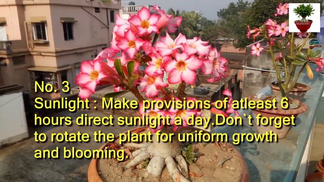 Get Your Adenium Flooded with Flowers 6 Tips to Make the Miracle смотреть онлайн