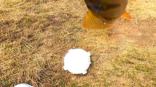 Попали на отличный клев окуня Омская Область "Усть Логатка " !!! Шикарное открытие сезона 2021! смотреть онлайн