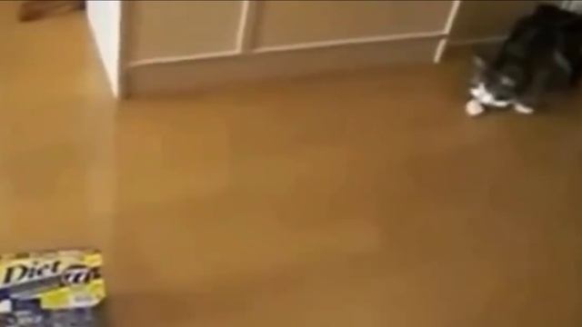 Самые смешные кошки?. Ржу немогу? смотреть онлайн