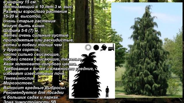 'Glauca' - "Глаука". Кипарисовик нутканский. Chamaecyparis nootkatensis. Nutkan cypress. смотреть онлайн