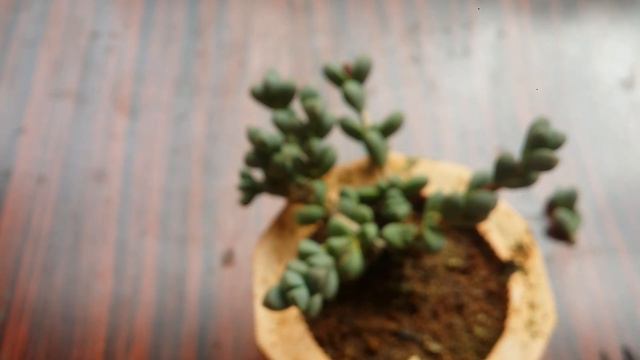 || CORPUSCULARIA LEHMANNI ( ICE PLANT ) CARE TIPS || смотреть онлайн