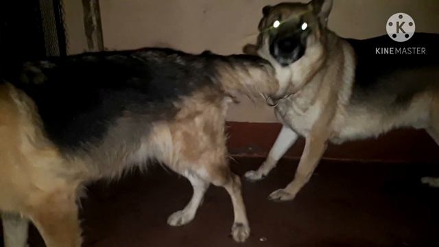 German shepherd mating (Part 3) Kenya смотреть онлайн