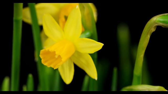 Narcissus Tête à Tête - Narzisse, Daffodil