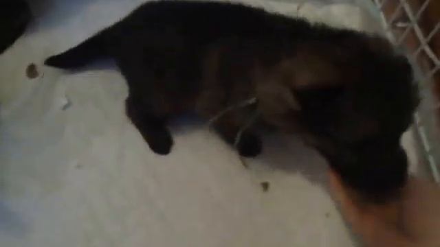 Детки Энзо*Вега 3 недели. Прикорм