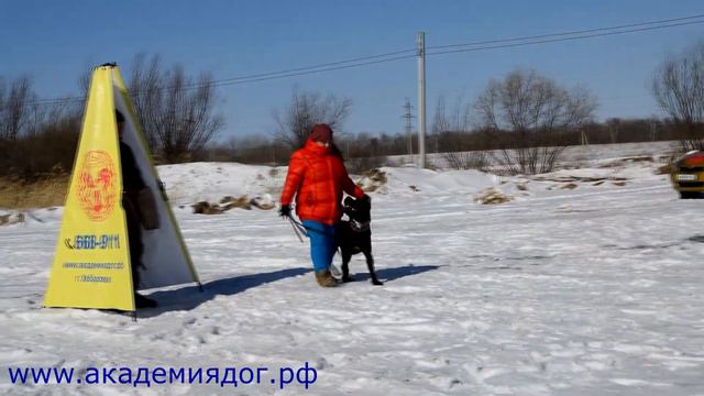 Занятие по защите группы Академия Дог Работа в укрытии февраль 2016 Хабаровск смотреть онлайн