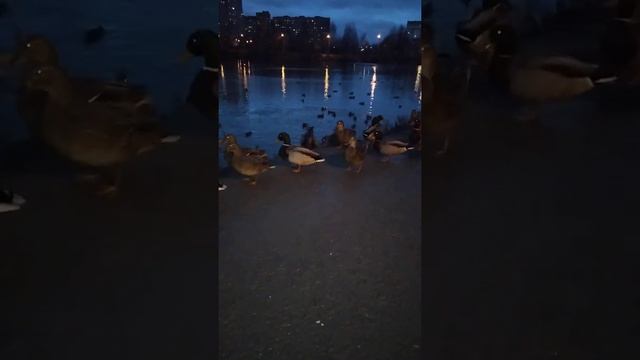 #Утки не хотят ловить рыбу они попрошайничают хлеб смотреть онлайн