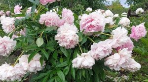 У каких пионов цветение длительнее. Травянистых или ИТО-гибридов? 26 июля 2023г.