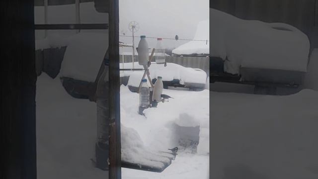 Сможет каждый. Кормушка карусель. смотреть онлайн