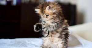 Смешные животные - свежая подборка! Приколы с котиками - смотри и поднимайте себе настроение!