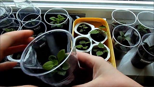 76. Hvordan kan man få mange stiklinger av kun en plante? смотреть онлайн