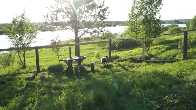 Овцы убежали или как не надо строить загон. смотреть онлайн