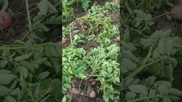 Картошка Рокко. смотреть онлайн