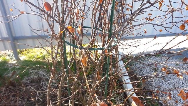 Роза замерзла. Как спасти розу после зимы. смотреть онлайн