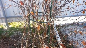 Роза замерзла. Как спасти розу после зимы.