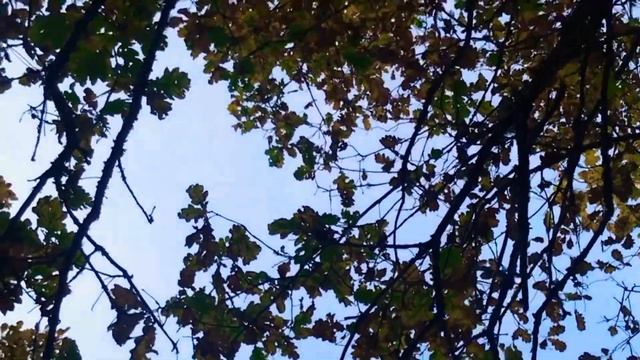 Лесные покатушки.Покатушки на ниве.Закрытие дачного сезона. Нива. Обновлённая Нива.Нива 4х4 смотреть онлайн