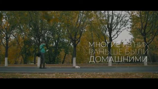 Выставка бездомных кошек и собак пройдет в столице смотреть онлайн