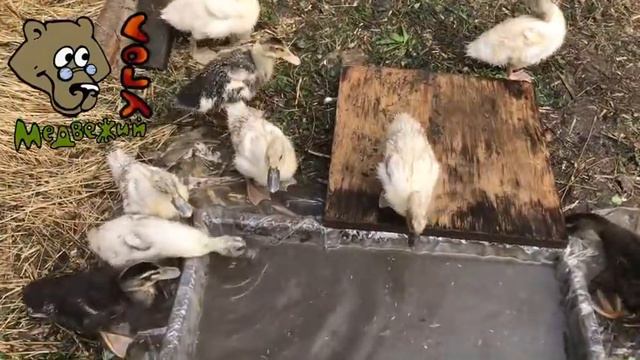 ой-ёй-ёй-ёй - поймали зверя! смотреть онлайн