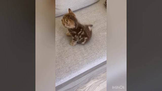 Шотландские котята смотреть онлайн