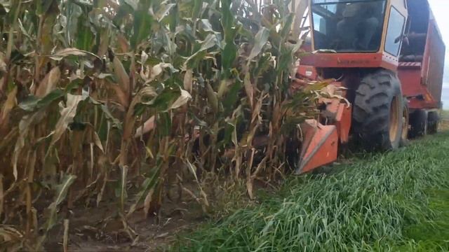 Opening Corn Fields With The Fox Chopper смотреть онлайн