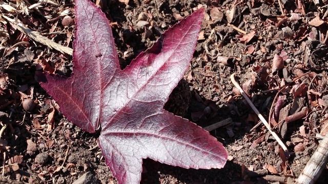 Liquidambar styraciflua смотреть онлайн