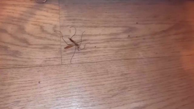 комар сдох во лох хахахаха