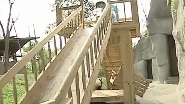 Детеныши панды на горке смотреть онлайн