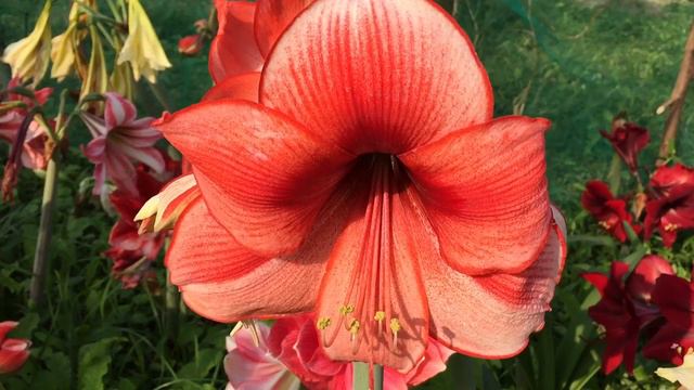 Hippeastrum Coral Beach смотреть онлайн