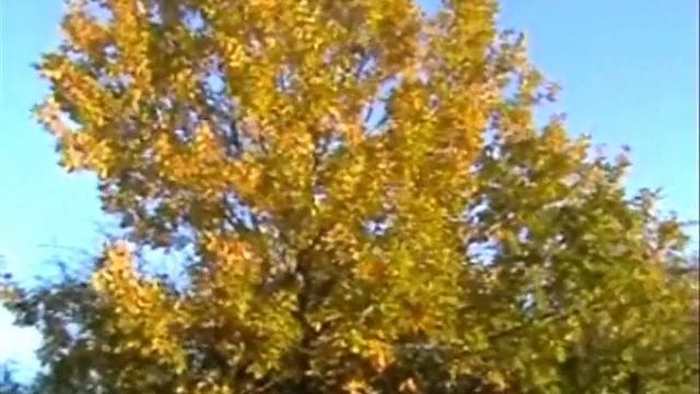 ОСЕНЬ. Читает автор Ольга Ю. ЛАНСКАЯ смотреть онлайн