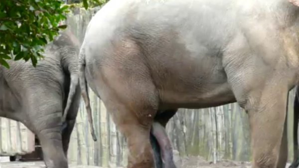 Elephants for adults only