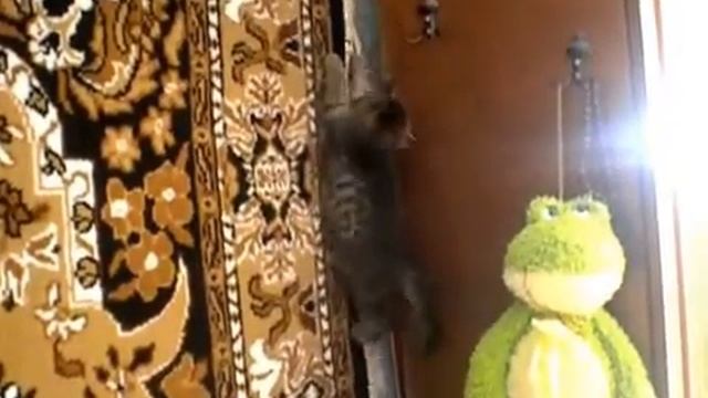 Котенок стенолаз! смотреть онлайн