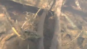 Самое прозрачное озеро Беларуси