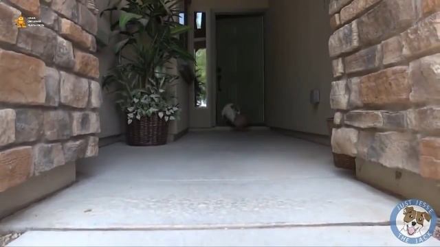 ► Самая умная собака в мире! Не поспоришь