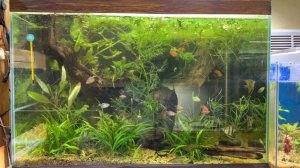 Тернеция гло совместимость, содержание разведение все про эту рыбку!