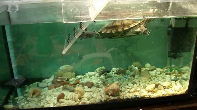 Trachemys Scripta  Red-eared Terrapin Красноухая черепаха