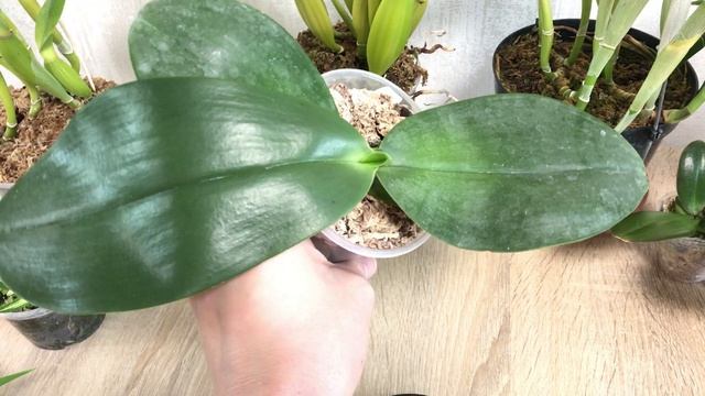 Недавние орхидейные приобретения и цветоносы/бутоны орхидей из моей коллекции. смотреть онлайн