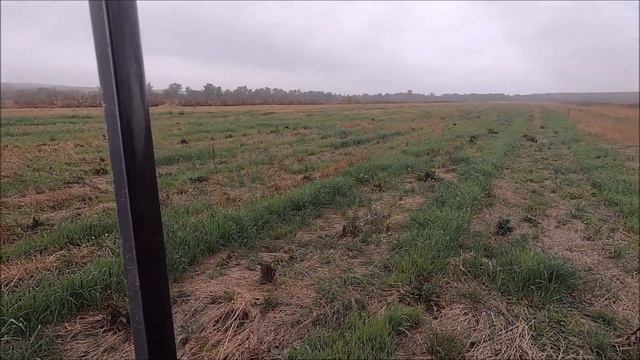 Охота на вольерного фазана, МО Серпуховской район, октябрь 2020 смотреть онлайн