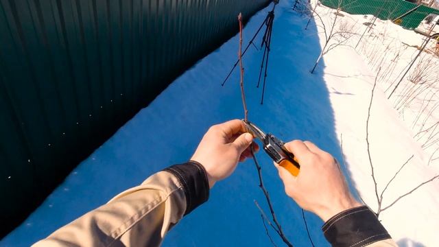 Весенняя обрезка ТРЁХЛЕТНЕЙ ГРУШИ! Сорт 