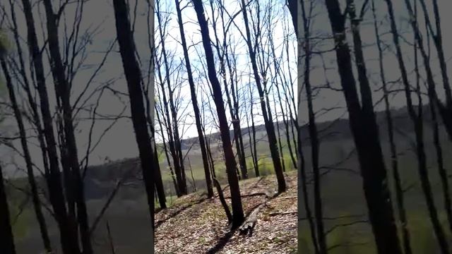 Лес,велопрогулка,кеды на деревьях. смотреть онлайн