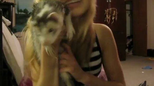 OMG IT'S A FERRET! Thumbs UP! смотреть онлайн