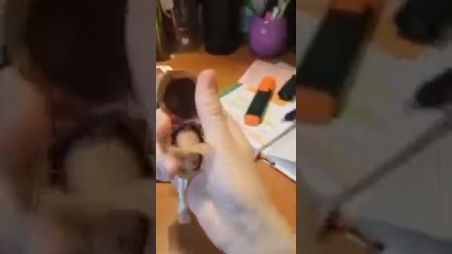 Ореховые зайцы дарят радость. смотреть онлайн