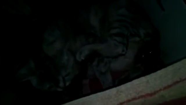 Кошка рожает, смотреть видео онлайн.