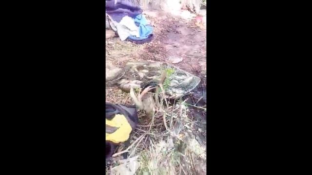 Караси выдают барабанную дробь! смотреть онлайн