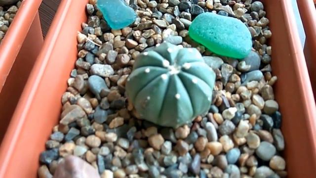 Распаковка посылки с суккулентами № 3. Unboxing Hull.Succulents. смотреть онлайн