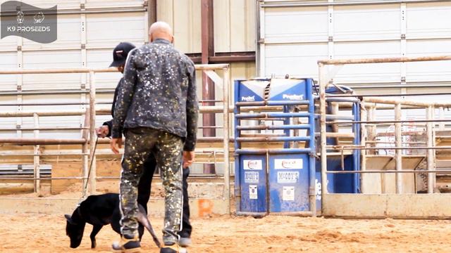 American Pitbull Terrier ADBA Lone Star State Pitbull Club Best Conditioned Dog Show 2022 смотреть онлайн