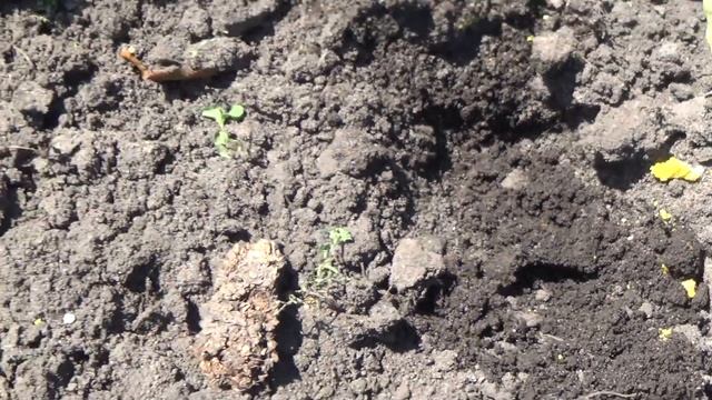 Строймарафон