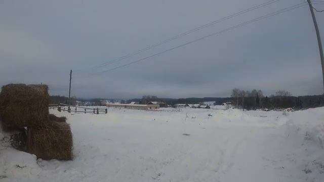 поездка за сеном на газели. орловские лошади в сергино. смотреть онлайн