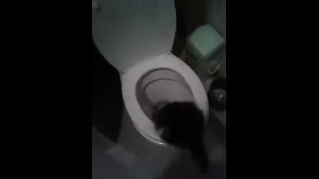 Посрал и упал? самые нелепые падения котов в унитаз! Подборка #4.